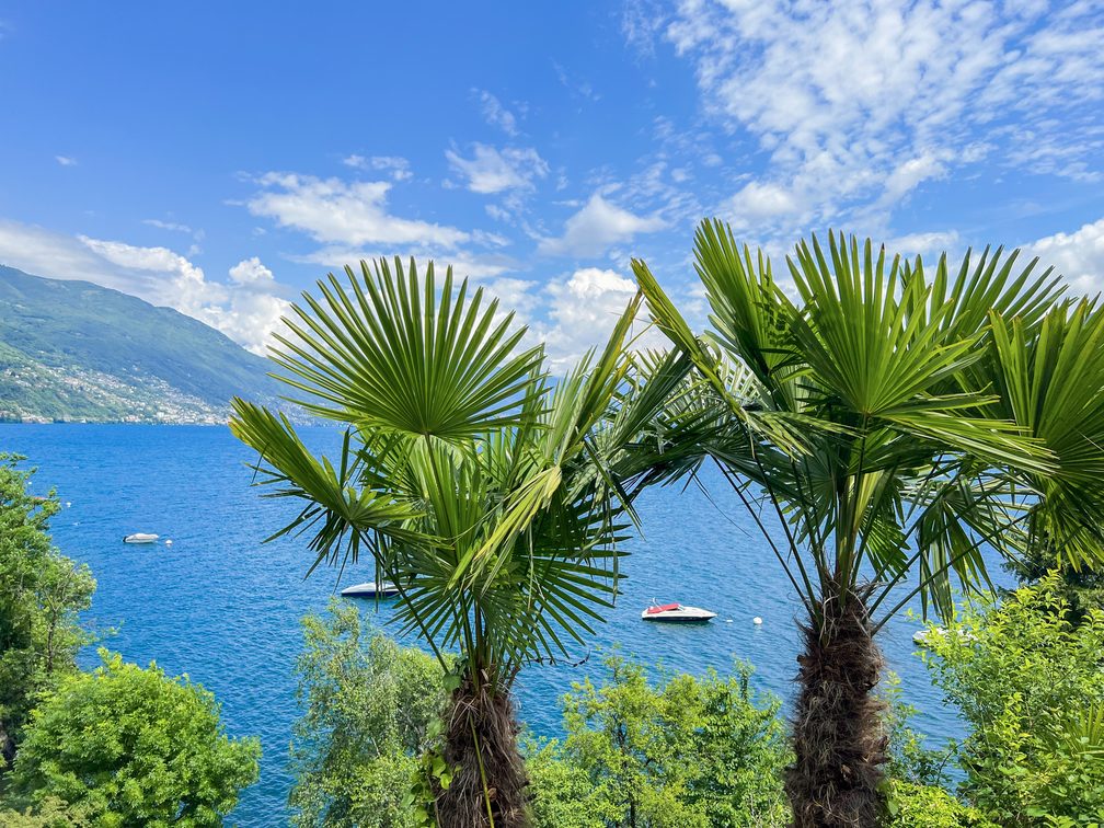 Palmen vor dem Lago Maggiore bei Cannobio
